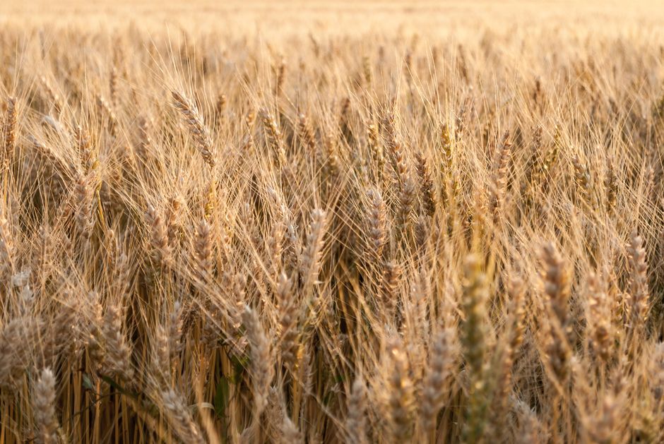 Nowe wsparcie w walce z wyczyńcem polnym: Czasowe zezwolenie na herbicyd Luxigard Nowe wsparcie w walce z wyczyńcem polnym: Czasowe zezwolenie na herbicyd Luxigard